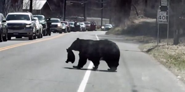Τίποτα δε νικά τη μητρική αγάπη: Μια αρκούδα προσπαθεί να βοηθήσει τα μωρά της να διασχίσουν με ασφάλεια τον δρόμο [Βίντεο]