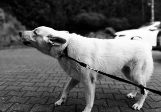 Σάλος για τη «συλλέκτρια» με το κολαστήριο ζώων – Συγκινεί η προσφορά βοήθειας για τη φροντίδα τους