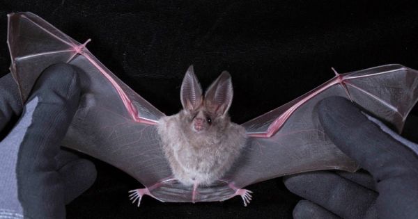 Ακόμα 4 κοροναϊοί σαν τον SARS-CoV-2 ανακαλύφθηκαν στην ίδια περιοχή της Κίνας