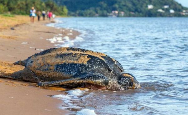 Ισημερινός : Γεννήθηκαν 9 χελωνάκια που ανήκουν στις απειλούμενες με εξαφάνιση δερματοχελώνες