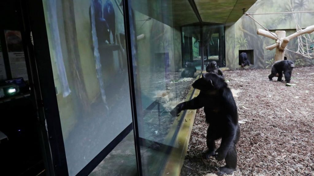 Χιμπατζήδες από δύο ζωολογικούς κήπους επικοινωνούν μέσω Zoom κάθε μέρα