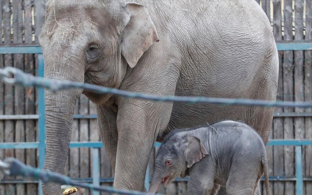 «Επίθεση» ελέφαντα κατά άνδρα και της κόρης του – Μπήκαν στο κλουβί του για σέλφι