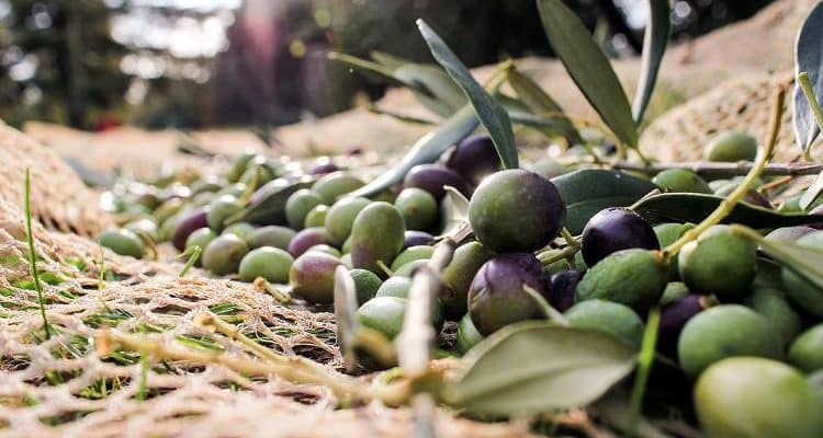 Ελιά : Χειμερινές επεμβάσεις και οδηγίες κλαδέματος