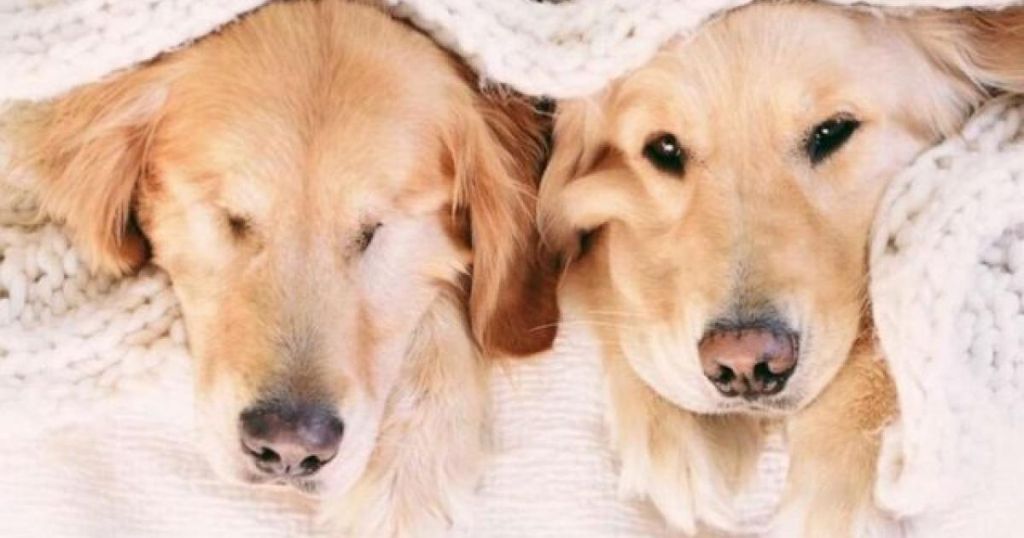 Καταλαβαίνουν οι σκύλοι όταν τους μιλάμε;