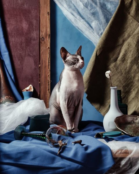 Γάτα Σφιγξ: Τα βραβευμένα πορτρέτα ενός παρεξηγημένου αιλουροειδούς