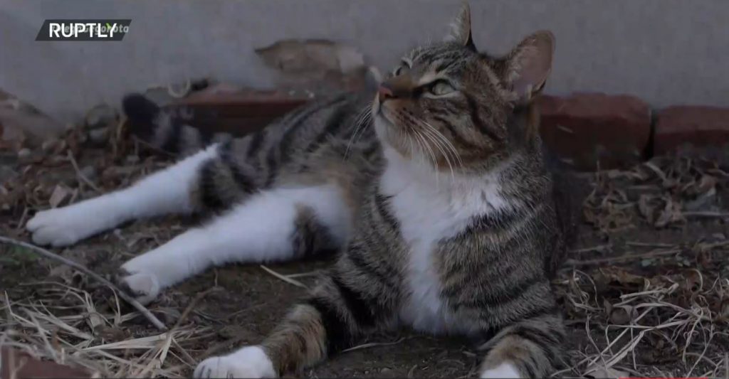 Κινέζος γάτος-κομάντο κατακτά το Internet
