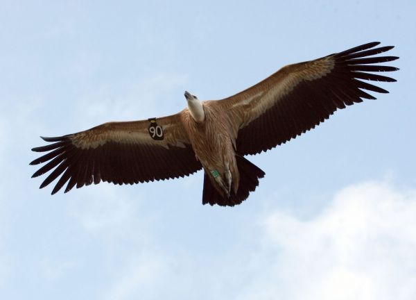 Νέα προσπάθεια αναγνώρισης των απειλούμενων ειδών της Ελλάδας