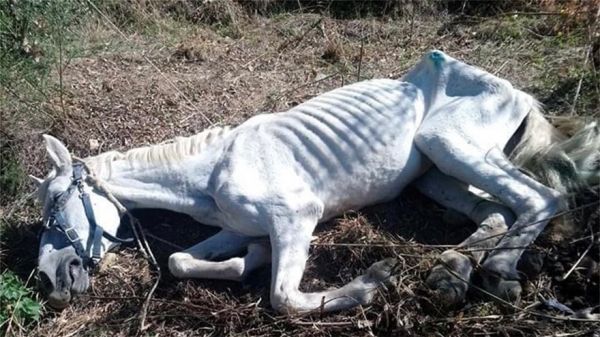 Συγκινητικό: Κακοποιημένο άλογο είναι πραγματικά αγνώριστο μετά από τέσσερις μήνες φροντίδας