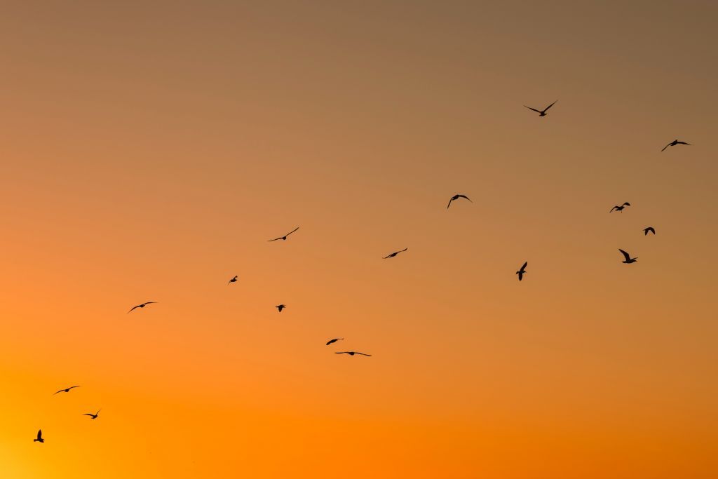 «Ένα από τα μεγαλύτερα ορνιθολογικά αινίγματα»: Η επανεμφάνιση ενός πτηνού σοκάρει τους επιστήμονες