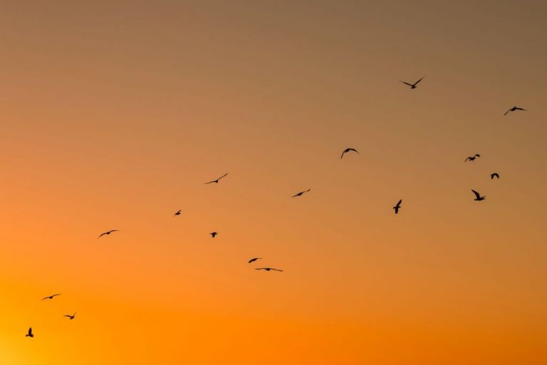 «Ένα από τα μεγαλύτερα ορνιθολογικά αινίγματα»: Η επανεμφάνιση ενός πτηνού σοκάρει τους επιστήμονες