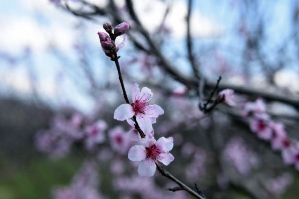 Ποιες είναι οι δενδροκομικές εργασίες του Απριλίου