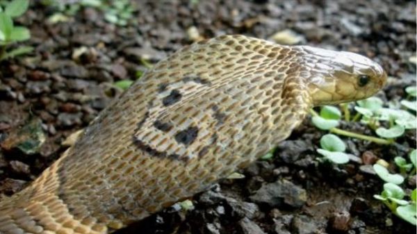 Τι πρέπει να προσέχουν όσοι έχουν ερπετά για κατοικίδιο