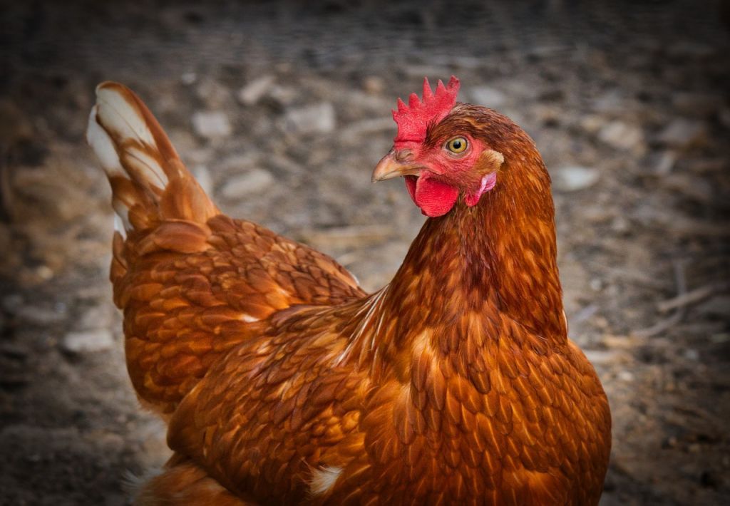 Τεχνολογίες αιχμής για τα κοτόπουλα «ΠΙΝΔΟΣ»