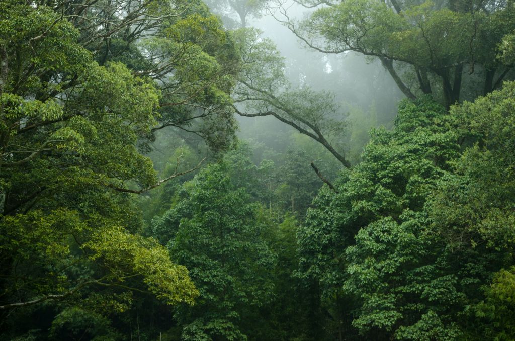 Έρευνα: Η καταστροφή των δασών μπορεί να οδηγήσει στις επόμενες πανδημίες