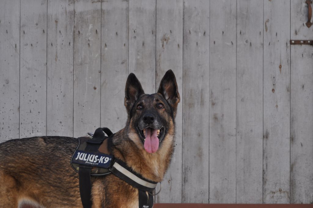 Φρικιαστικό: Αστυνομικός βασάνισε σκύλο της αστυνομίας την ώρα της εκπαίδευσης
