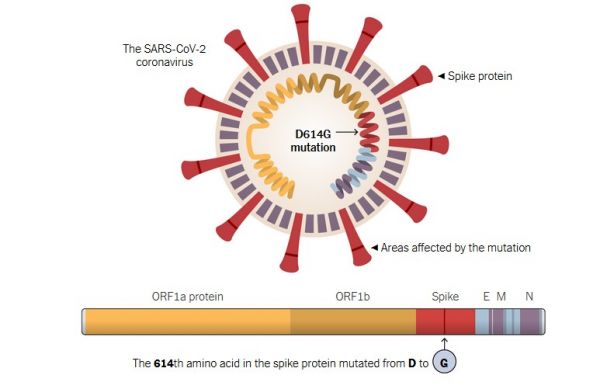 Πώς επηρεάζουν τη μεταδοτικότητα του κοροναϊού οι μεταλλάξεις στην πρωτεΐνη-ακίδα του