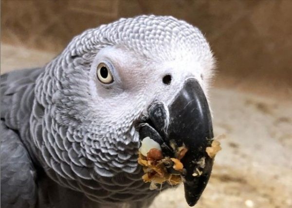 «Σκάσε» – Έξαλλος παπαγάλος λέει στο αφεντικό του να κάνει ησυχία