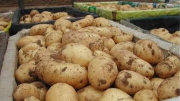 Εντός των ημερών η έγκριση του ΥΠΟΙΚ για την πληρωμή ενίσχυσης για την πατάτα