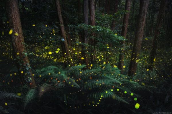Ένα «μαγεμένο δάσος» γεμάτο πυγολαμπίδες στην Ιαπωνία
