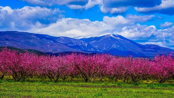 Ημαθία: Σπεύδουν οι νεόνυμφοι για μια φωτογραφία στη «ροζ θάλασσα» των ανθισμένων ροδακινιών
