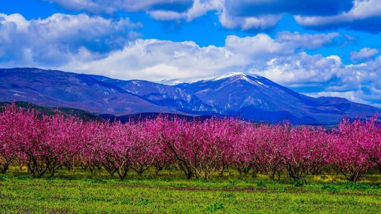 Ημαθία: Σπεύδουν οι νεόνυμφοι για μια φωτογραφία στη «ροζ θάλασσα» των ανθισμένων ροδακινιών