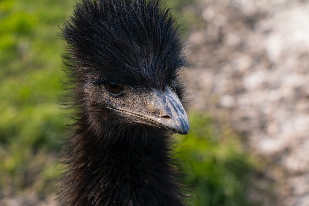 Ένα επιθετικό εμού γνωρίζει την αγάπη – και πλέον απολαμβάνει τις αγκαλιές [Βίντεο]