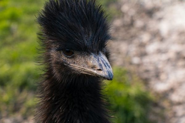 Ένα επιθετικό εμού γνωρίζει την αγάπη – και πλέον απολαμβάνει τις αγκαλιές [Βίντεο]