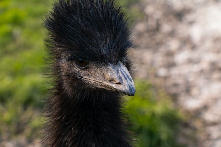 Ένα επιθετικό εμού γνωρίζει την αγάπη – και πλέον απολαμβάνει τις αγκαλιές [Βίντεο]