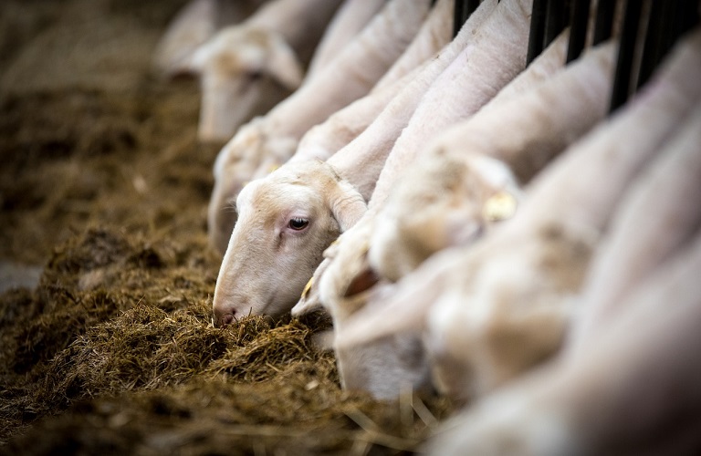 Επί τάπητος το κόστος των ζωοτροφών και η ενίσχυση της κτηνοτροφίας