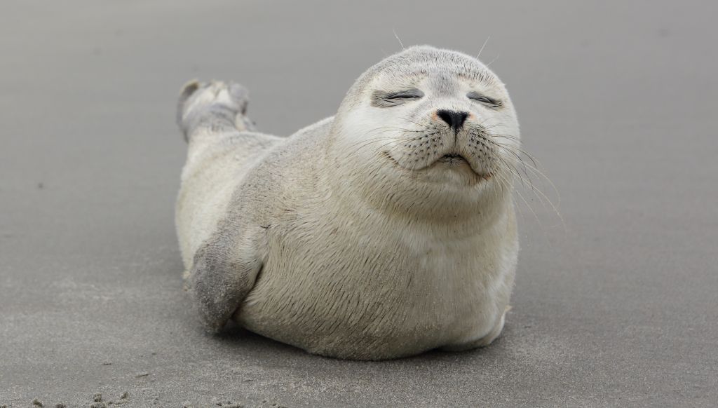 Σκύλος «υιοθετεί» μωρό φώκιας και μας κάνει να λιώσουμε από τη γλύκα