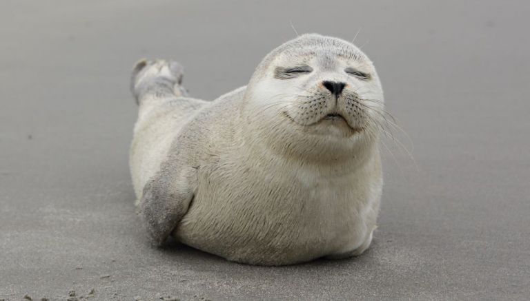 Σκύλος «υιοθετεί» μωρό φώκιας και μας κάνει να λιώσουμε από τη γλύκα