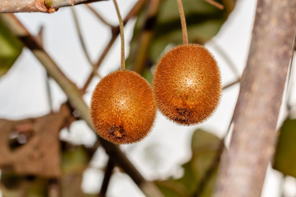 Φουντωτά ή ολόγυμνα; – Ποιο… κούρεμα των γεννητικών οργάνων προτιμούν οι γυναίκες