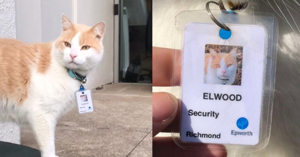 Αυτός είναι ο πρώτος γάτος φύλακας του κόσμου