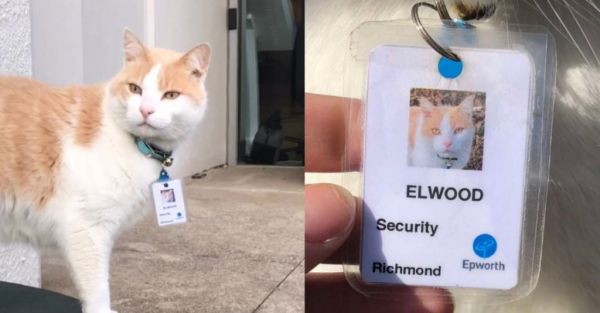 Αυτός είναι ο πρώτος γάτος φύλακας του κόσμου