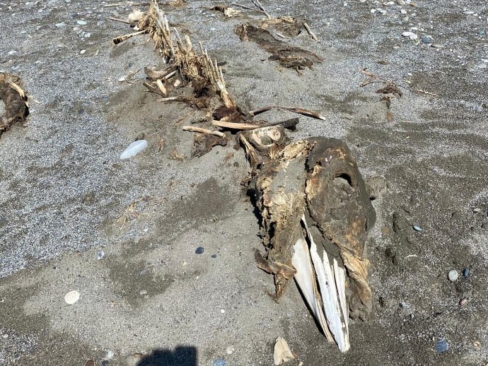 Κρήτη : Μυστήριο με σκελετό τριών μέτρων που ξέβρασε η θάλασσα