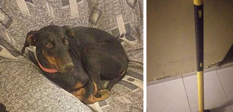 Συνελήφθη αστυνομικός στην Κοζάνη γιατί χτυπούσε σκύλο με σφυρί