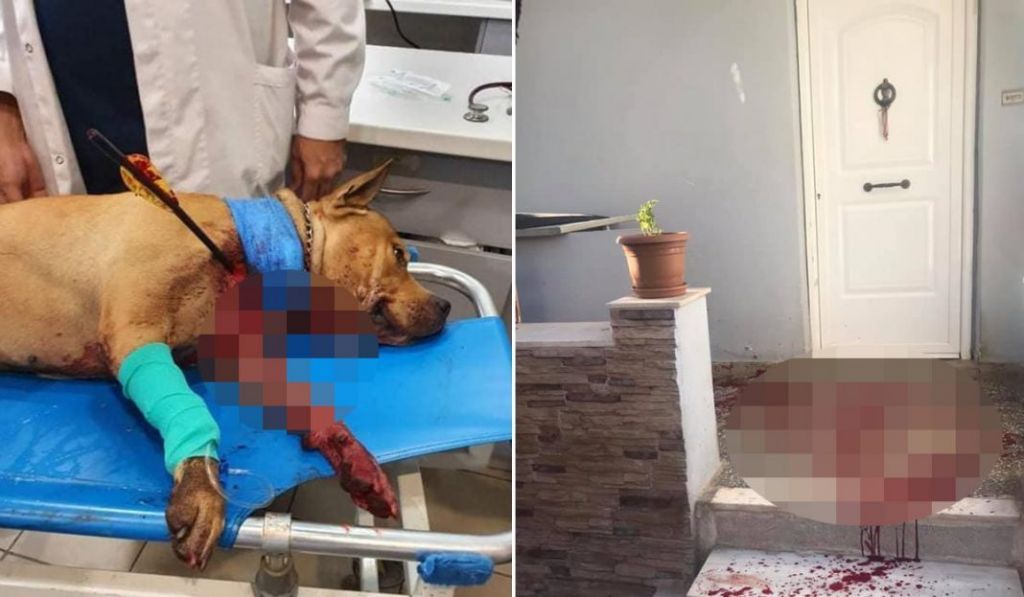 Πετρούπολη : Στα χέρια των αρχών ο «τοξοβόλος» που σκότωσε σκύλο