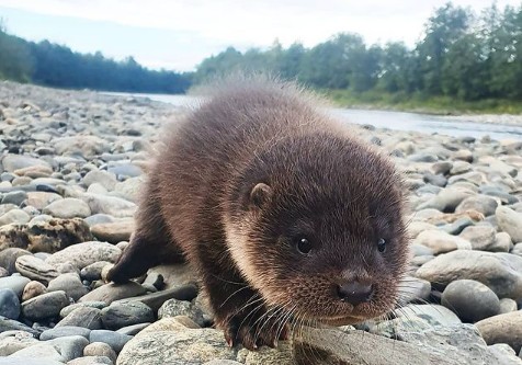 Απαλό και αφράτο μωράκι-βίδρα έχασε τη μαμά του – Αλλά απέκτησε τρία… αδερφάκια pug [Βίντεο]