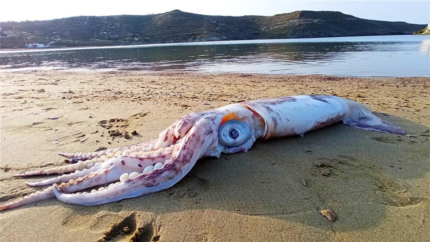 Κέα : Ξεβράστηκε θράψαλο απίστευτων διαστάσεων στην παραλία Οτζιά