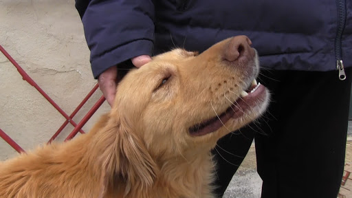 Τρίκαλα : Σκύλος διαισθάνθηκε το σεισμό στην Ελασσόνα και έσωσε οικογένεια