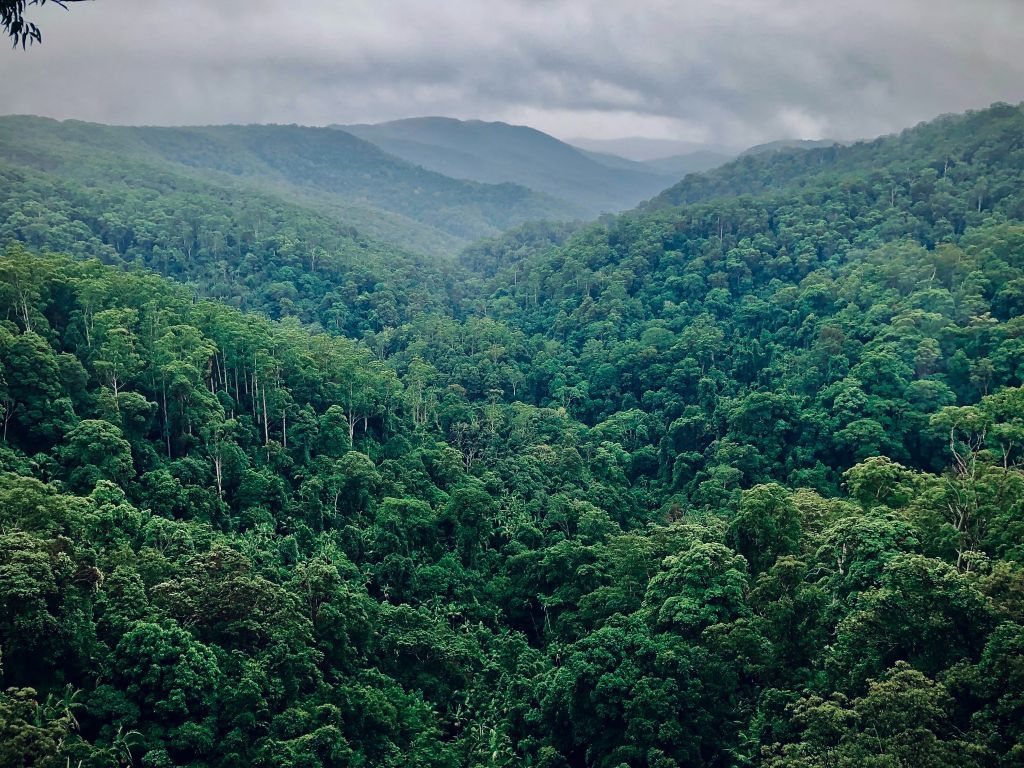 Περιβάλλον : Οι τροφές που καταστρέφουν τα δάση στις τροπικές γωνιές του πλανήτη
