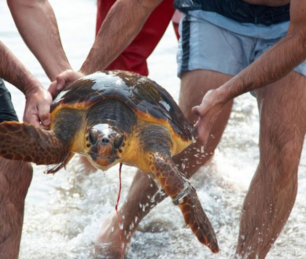 Συγκινητικές διασώσεις άγριων ζώων από τους έλληνες προσκόπους