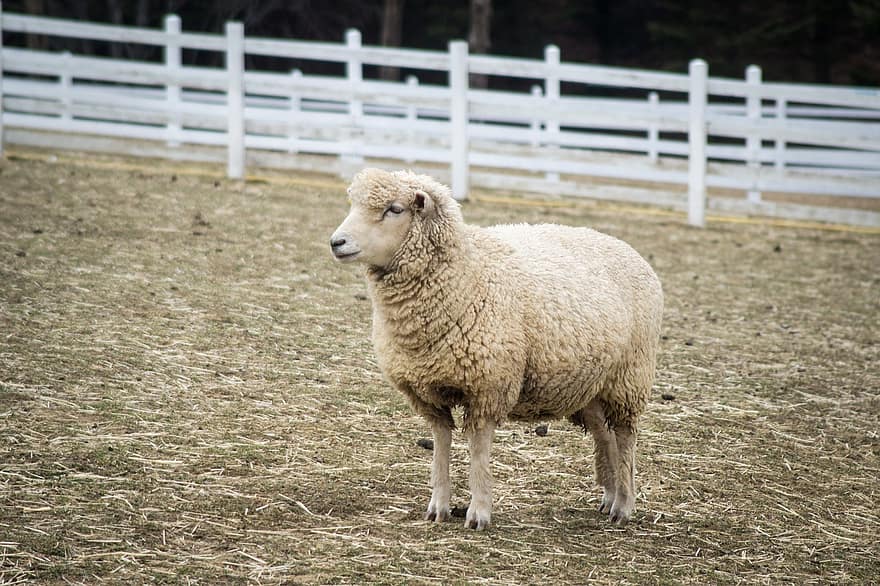 «Αγκαλιάστε ένα πρόβατο» : Η πρόταση φάρμας σε όσους αισθάνονται μοναξιά λόγω πανδημίας