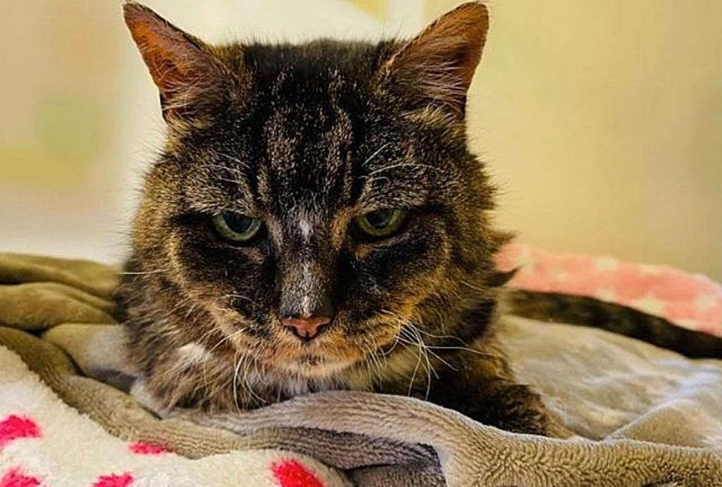 Γάτα που εξαφανίστηκε για είκοσι χρόνια επέστρεψε σπίτι της και πέθανε λίγες μέρες μετά