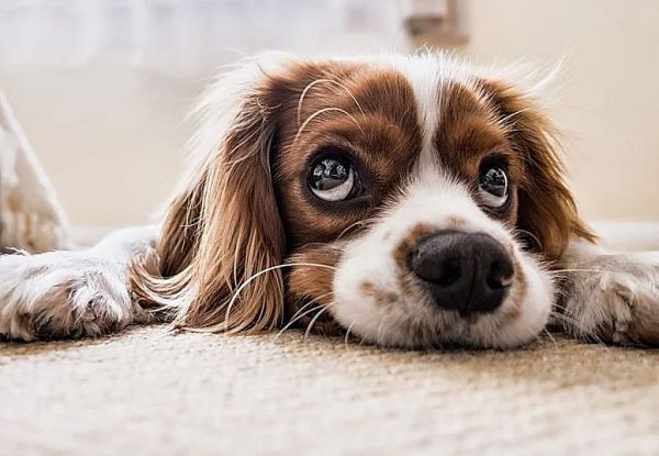 Σκυλάκια : Πώς να ερμηνεύσετε τη συμπεριφορά τους