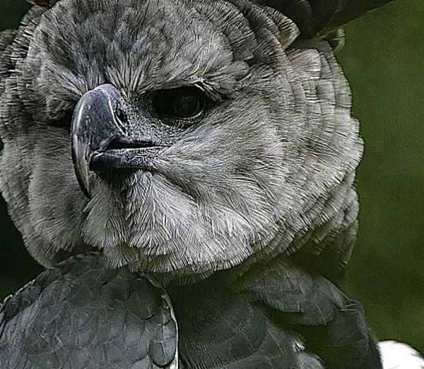 Δείτε τα τρία πιο ιδιαίτερα ζώα ξηράς που διαφέρουν από τα υπόλοιπα – Φώτο