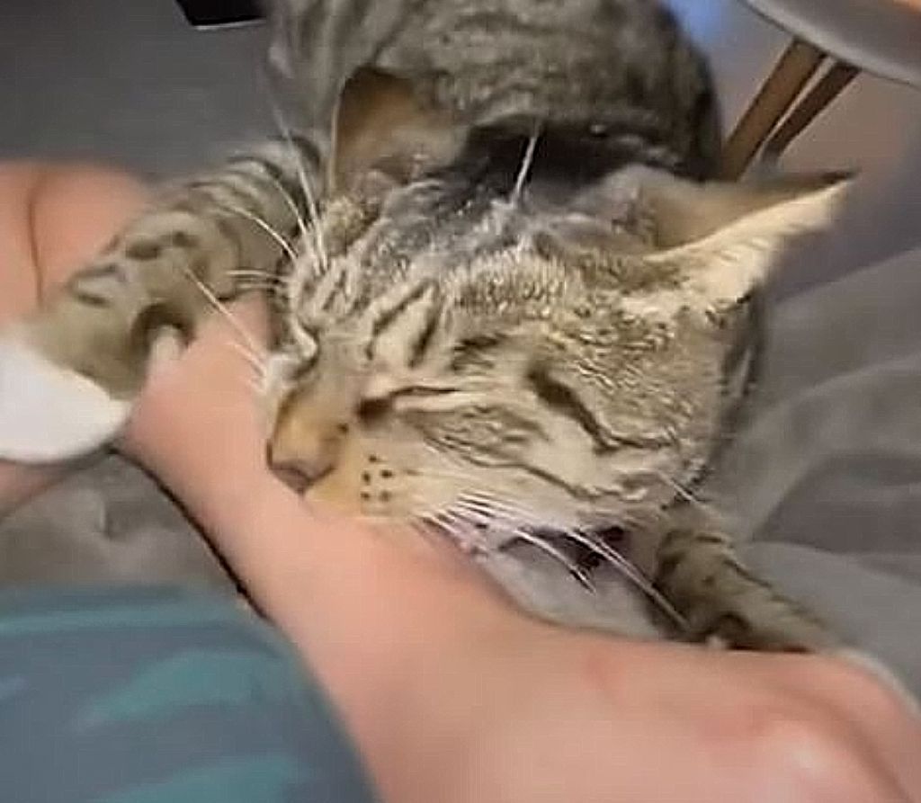 Αστείες νευριασμένες γάτες : Αυτοί οι ιδιοκτήτες είναι τελικά τα «κατοικίδια» των ζώων τους