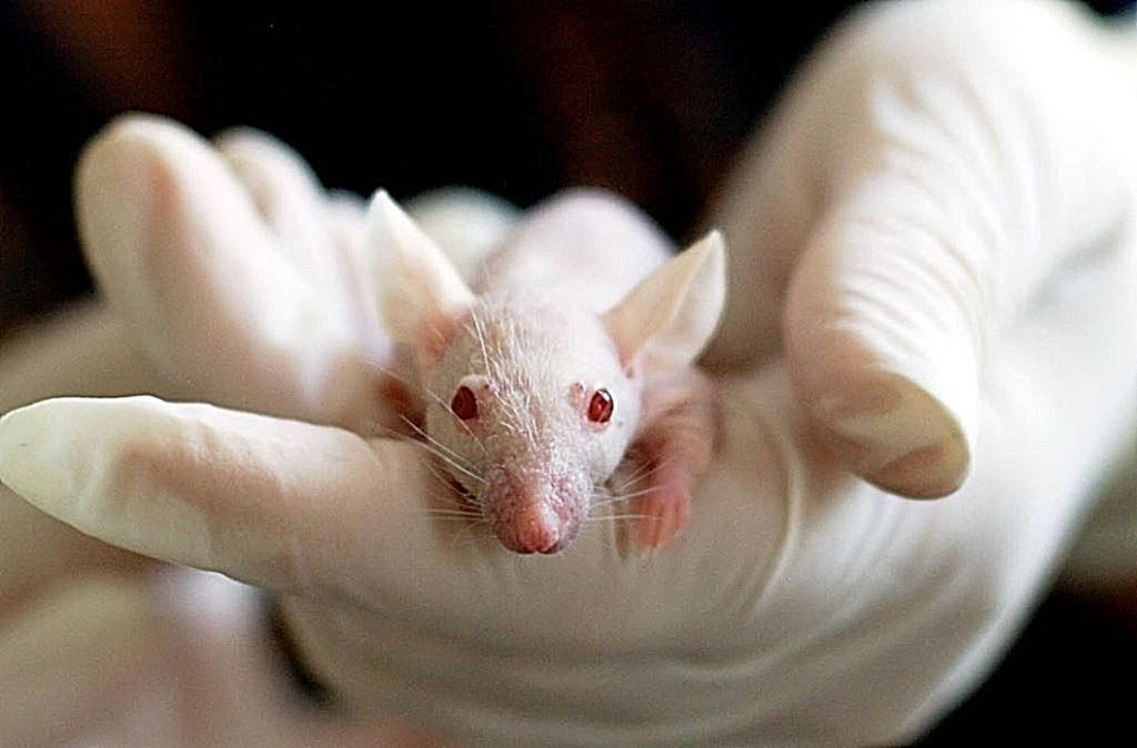 Αυστραλία : Νέα «πανούκλα» ποντικιών – Έχουν κατακλύσει σπίτια και υδραγωγεία