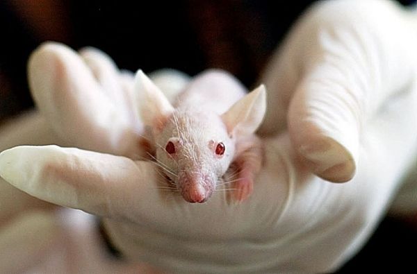 Αυστραλία : Νέα «πανούκλα» ποντικιών – Έχουν κατακλύσει σπίτια και υδραγωγεία