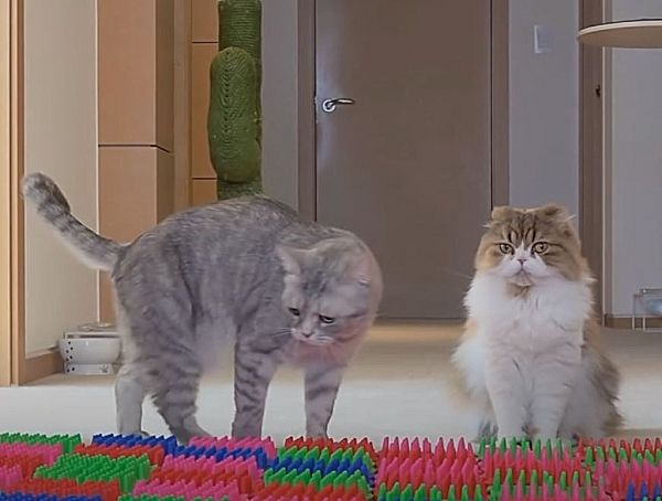 Γάτες VS Βούρτσες :  Έτσι «αντιμετωπίζουν» 200 βούρτσες που βρίσκονται στον διάβα τους